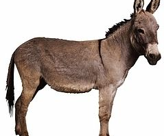 George Washington King Carlos 111 of Spain and The Ass