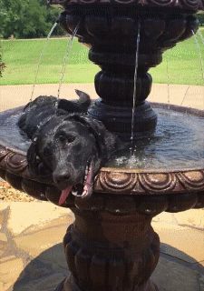 Gif Animaux drôles