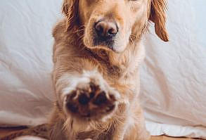 Give me your paw - cute golden retriever #crazydog #cutedog #goldenretriever #petphotographer #p