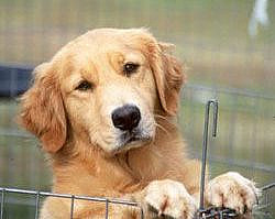 Golden Retriever :) How could you not love that face.