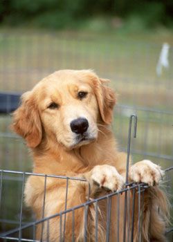 Golden Retriever :) How could you not love that face.