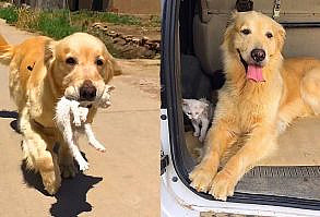 Golden Retriever picked up a kitten by roadside🌈 The dog carries cat every day - YouTube