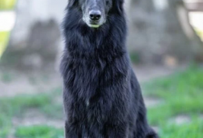 Groenendael - PetGuide
