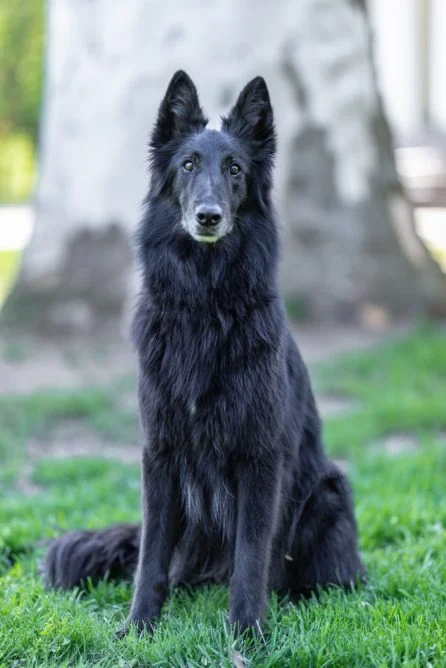 Groenendael - PetGuide
