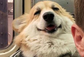 Guy Carries His Corgi In His Backpack, Brightens Everyone's Day As They Commute (31 Pics)