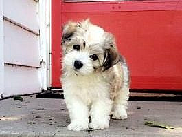 Puppies for Sale - All Breeds | Lancaster Puppies