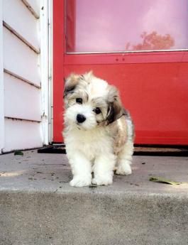 Puppies for Sale - All Breeds | Lancaster Puppies