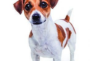 Many real estate agents are animal lovers and have pets of our own, but we have all shared stories of having our fingers or ankles nipped by furry...