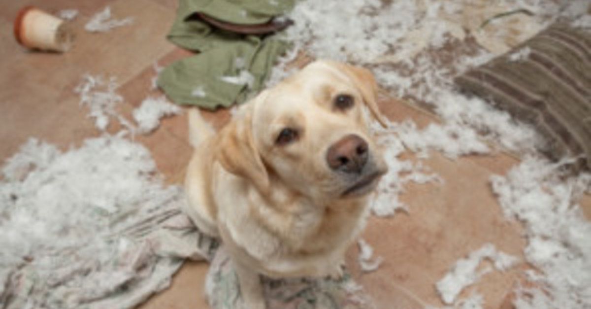 How to deal with a Destructive Doggy