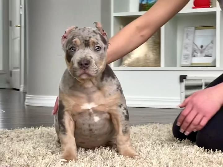 7 wks old blue merle tri american bully