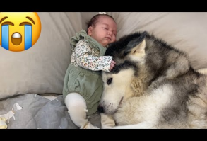 Husky Stops Baby Crying In The Cutest Way!! [CUTEST VIDEO EVER!!] - YouTube