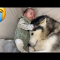Husky Stops Baby Crying In The Cutest Way!! [CUTEST VIDEO EVER!!] - YouTube