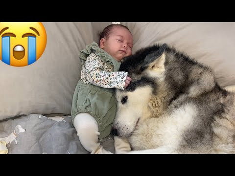 Husky Stops Baby Crying In The Cutest Way!! [CUTEST VIDEO EVER!!] - YouTube