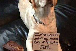 I'm a Counter Surfing Banana Bread Stealing Jerk. Follow us in Pinterest.