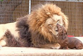 Bonedigger the lion interacts with his dachshund friend Milo at Exotic Animal Park in Wynnewood, Oklahoma