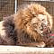 Bonedigger the lion interacts with his dachshund friend Milo at Exotic Animal Park in Wynnewood, Oklahoma