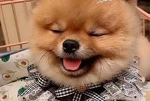 One popular choice is the lively little Pomeranians, which has become a very popular choice due to its sweet and loving nature.#Pomeranian #pet #dog #puppy