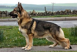 Is this healthy? (Sorry if this is in the wrong spot!) - Page 2 ...