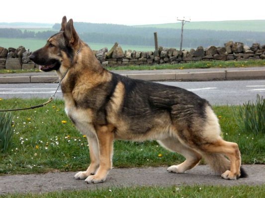 Is this healthy? (Sorry if this is in the wrong spot!) - Page 2 ...