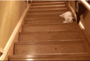 Some handled it dramatically... | 17 Cats Who Just Realized They're The Pet