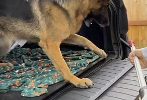 German Shepherd vs Vacuum cleaner! How is gonna win? 😁 Video via instagremy.gsd | IG #gsdcolony #germanshepherd