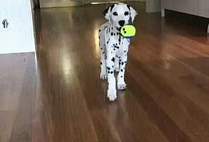 Jasper the Dalmatian