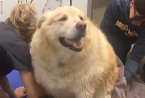 Kai, a golden retriever who weighed 173 pounds, was almost put down, but thanks to his owner, he’s living his best life! #goldenretriever #weightloss #pets #dogs