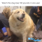Kai, a golden retriever who weighed 173 pounds, was almost put down, but thanks to his owner, he’s living his best life! #goldenretriever #weightloss #pets #dogs