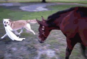 Just 23 Of The Funniest Horse Photos We've Ever Seen | Cuteness.com