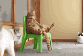 Brasilianische Katze guckt WM @Norbert Windeck