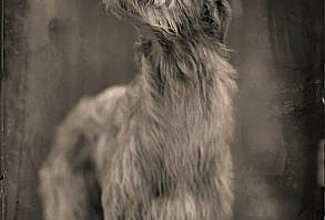 Bog Dog | From a unique collection of black and white photography at www.1stdibs.com/...