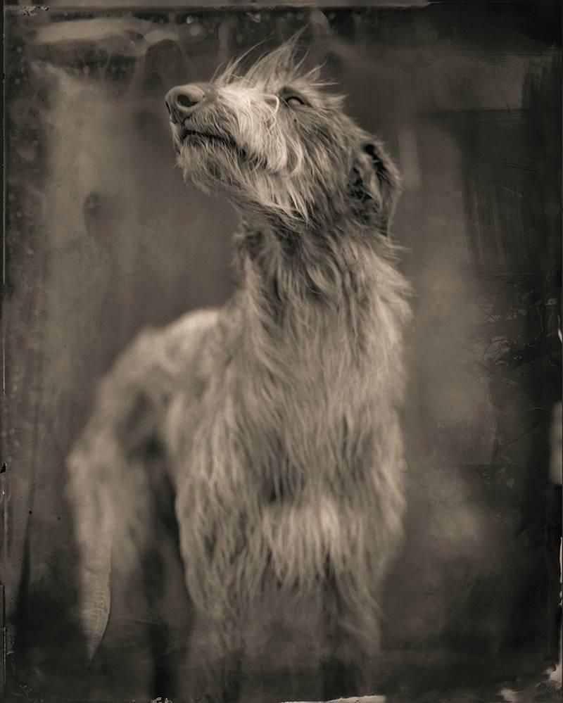 Bog Dog | From a unique collection of black and white photography at www.1stdibs.com/...