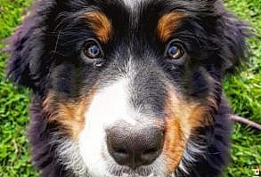 The great looking Bernese Mountain Dog Lasca! #petrage #dogsandpuppies #bernesemountaindog #cutedogs