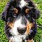 The great looking Bernese Mountain Dog Lasca! #petrage #dogsandpuppies #bernesemountaindog #cutedogs