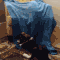 Share this Cat ambushes a dog with blanket Animated GIF with everyone. Gif4Share is best source of Funny GIFs, Cats GIFs, Reactions GIFs to Share on social networks and chat.