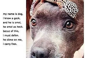 Lil pupper defending his frenhttps://i.redd.it/30n7la6h09721.jpg