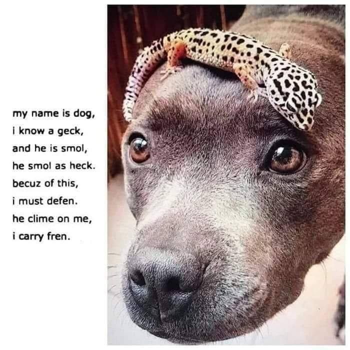 Lil pupper defending his frenhttps://i.redd.it/30n7la6h09721.jpg