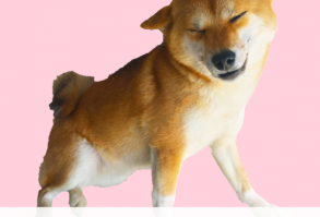 A board showcasing the best of Lilly the Shiba Inu whether it be her cute videos, unique designs or just general Shiba attitude.  #shibalilly #shibainu #shiba #shibe