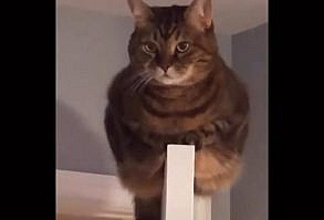 The best cutie cat videos of the day for you, hope you guys enjoy #Cats #Videos #Kittens #FunnyCats