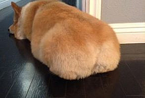 Look at this perfect, freshly baked loaf of bread corgi butt. | Literally Just 21 Pictures Of Corgi Butts