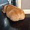 Look at this perfect, freshly baked loaf of bread corgi butt. | Literally Just 21 Pictures Of Corgi Butts