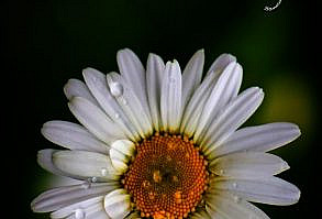 Gratitude Is Mine:MAKE SOMEONE HAPPY - Gratitude Is Mine #beautiful #daisy #white #flower #happy