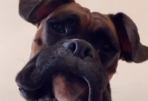 Quand tu ouvres la caméra frontale du téléphone par accident ! Crédit : IG/rufus.theboxer Plus de vidéos de toutous sur notre chaîne Youtube ! Abonnez-vous ;-) #chien #boxer #funnydog