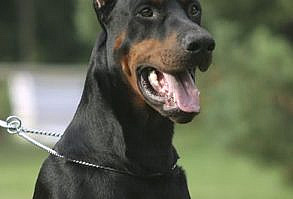 Males > Ferrofarah Gomez Di Campovalano