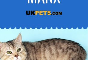 The cat from the Isle of Man has a personality that makes up for its lack of tail. It is very affectionate and social and is especially playful. #Manx #cat breed