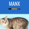 The cat from the Isle of Man has a personality that makes up for its lack of tail. It is very affectionate and social and is especially playful. #Manx #cat breed