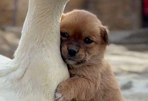 👉 Como ensinar o seu cãozinho a fazer as necessidades sempre no lugar certo. 🐶 Clique e descubra, é grátis! 😎