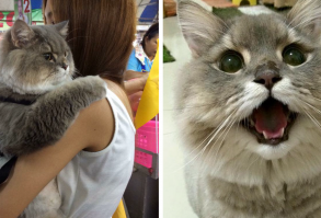 Meet Bone Bone, The Enormous Fluffy Cat From Thailand That Everyone Asks To Take A Picture With | Bored Panda