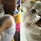 Meet Bone Bone, The Enormous Fluffy Cat From Thailand That Everyone Asks To Take A Picture With | Bored Panda