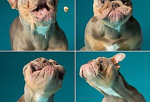 Meet The Dog Photographer Who Specializes In Hilarious Expressions